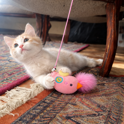 😻THE AUTOMATIC YO-YO TOY THAT DRIVES CATS WILD